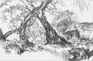 Olive Trees and Hut