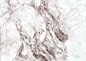 Olivenbaum