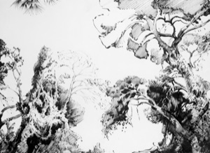 Tree Study on the Gulf of Corinth