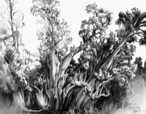 Tivoli, Cypresses near the Villa d'Este, 2nd Version