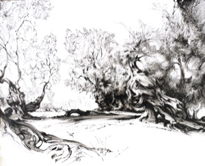 Olive Grove on the Gargano Peninsula