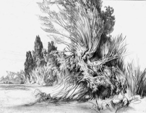 Barocker Weidenbaum