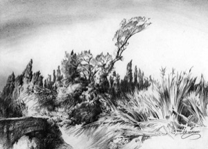 Grass, Bushes and Trees
