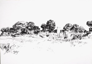 Pine Grove on Mallorca
